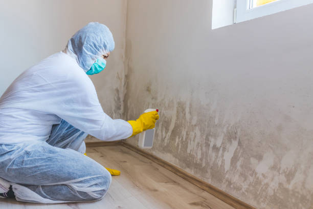 Licensed Basement Mold Remediation service in Alpharetta, GA - 24 Hour Mold Removal